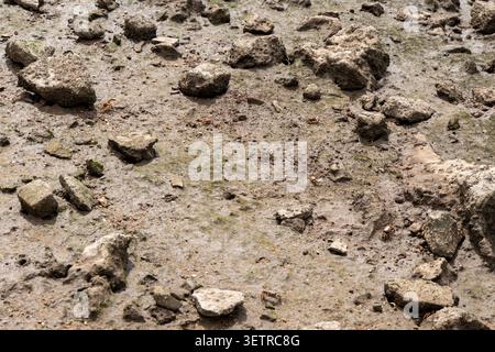 De minuscules crabes sont visibles parmi les pierres et le sable humide sur une zone côtière pendant la marée basse Banque D'Images