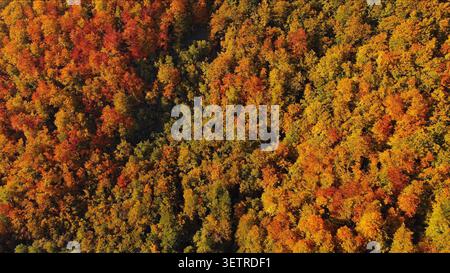 Vue aérienne d'une superbe forêt d'automne d'en haut Banque D'Images