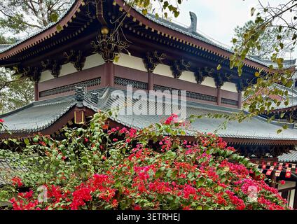 Toiture de temple asiatique traditionnelle et fleurs roses de Bougainvillea Banque D'Images