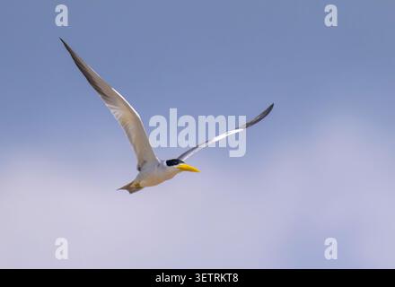 Sterne à gros bec (Phaetusa simplex) survolant la rivière Manu, Manu National Rark, Pérou. Banque D'Images