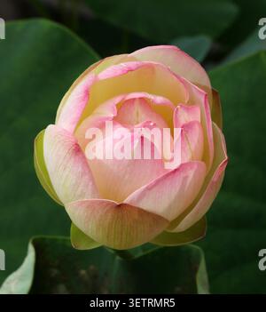 Lotus sacré, Nelumbo 'petits trois couleurs', Nelumbo nucifera, Nelumbonaceae. Chine, Asie. Banque D'Images