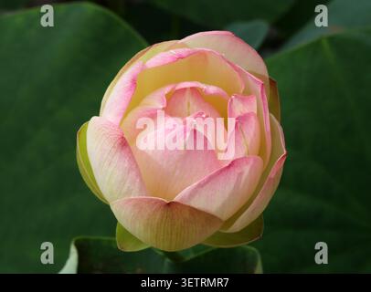Lotus sacré, Nelumbo 'petits trois couleurs', Nelumbo nucifera, Nelumbonaceae. Chine, Asie. Banque D'Images