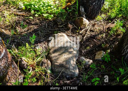 Grande collection de pierres de champ altérées et de rochers rugueux empilés près des troncs d'arbres dans une zone forestière herbeuse avec la lumière du soleil filtrant à travers les fores Banque D'Images
