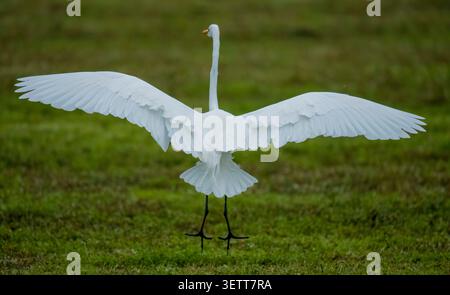 Grande aigrette affichant des ailes Banque D'Images