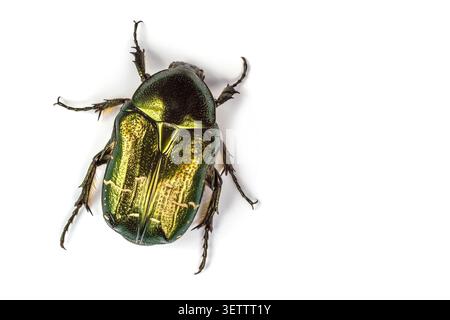 Insecte coléoptère bronze sur un fond blanc. Banque D'Images