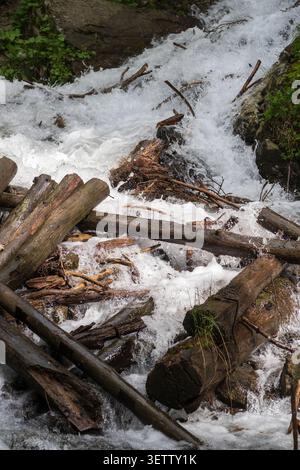 L'eau de rivière coule en cascade sur les rochers et les bûches dans un cadre forestier naturel avec de la verdure entourant l'eau Banque D'Images