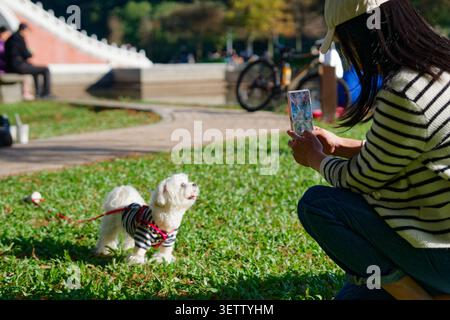 Taipei, Taiwan - 04 janvier 2026 : une femme s'accroupit sur l'herbe pour photographier son chien maltais blanc dans une tenue rayée sur une laisse rouge dans un parc ensoleillé. Banque D'Images