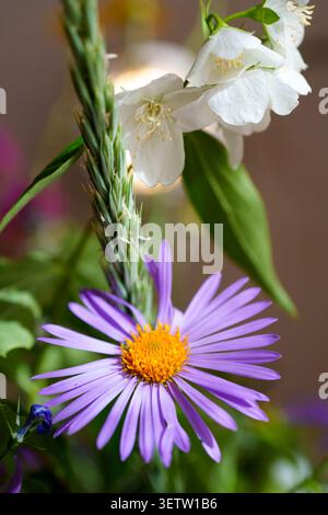 Un magnifique gros plan vertical d'un aster violet vibrant, d'une tige d'herbe verte et de délicates fleurs blanches. Tourné avec une faible profondeur de champ, créatine Banque D'Images