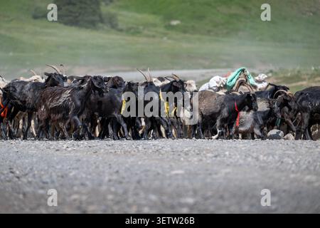 Un grand troupeau de chèvres noires et brunes domestiques avec des cornes et de petites cloches sur le cou marche le long d'un chemin de terre rocheux dans la campagne montagneuse Banque D'Images