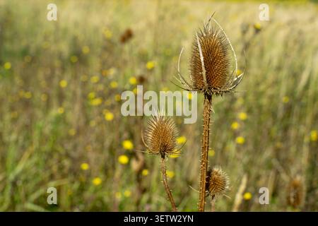 Gros plan détaillé d'une tête de graine de teasel sauvage sèche qui brille au soleil chaud dans un champ d'automne doré. Banque D'Images