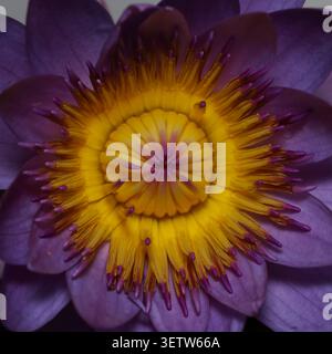 Une superbe photo macro capturant les pétales violets complexes et éclatants et le centre doré d'un nénuphar en fleurs, mettant en valeur la beauté délicate de la nature. Banque D'Images