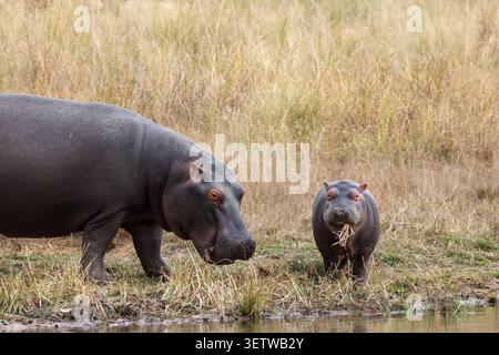 Vue d'une mère hippopotame et son veau pâturant sur la rive herbeuse d'un trou d'eau dans la réserve de chasse de Welgevonden, municipalité du district de Waterberg, Limpopo, S. Banque D'Images