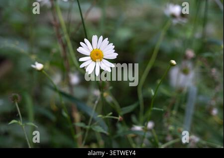 Fleur de marguerite blanche unique avec centre jaune vif poussant parmi les herbes vertes des prairies, lumière du jour douce, tiges floues de fleurs sauvages, pétales délicats et Banque D'Images