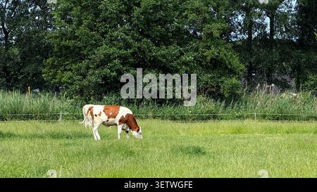 Vache laitière brune et blanche pâturant sur une herbe verte luxuriante dans un champ rural avec des arbres et des arbustes en arrière-plan sous un ciel bleu clair Banque D'Images
