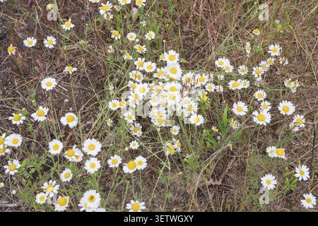 Marguerites de camomille florissantes poussant parmi la végétation de prairie dans un environnement naturel de campagne. Banque D'Images