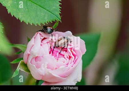 Deux coléoptères japonais (Popillia japonica) rampant sur un délicat bouton rose de rose. La photo macro montre l'invasion de ravageurs, les dégâts de rose et une menace sérieuse pour l'écoulement Banque D'Images