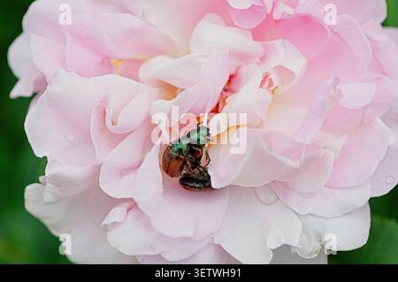 Les coléoptères Popillia japonica sur une rose rose rose pâle soulignent l'impact des ravageurs envahissants dans les environnements de jardin. La photo macro montre le détail de la relation parasitaire Banque D'Images