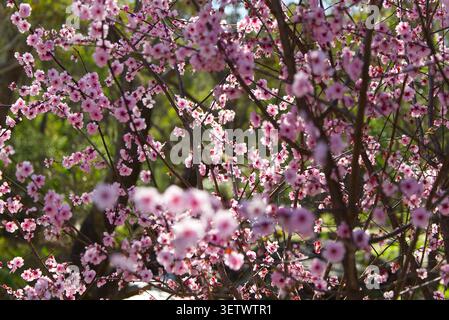 Prune cerise noire fleurie en Australie occidentale. L'image montre de petites fleurs de couleur chaude recouvrant des branches d'arbre au printemps. Banque D'Images