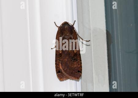 Grand papillon jaune sous ailes (Noctua pronuba) reposant sur un cadre de fenêtre la nuit dans le Sussex, Angleterre, Royaume-Uni Banque D'Images