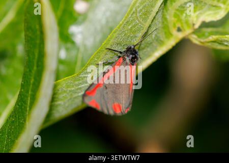 Teigne du cinabre (Tyria jacobaeae) dans un jardin dans le Sussex, Royaume-Uni Banque D'Images