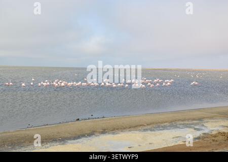 Grand groupe de flamants roses pataugeant et se nourrissant dans les eaux peu profondes des zones humides côtières sous un ciel gris en Namibie. Banque D'Images