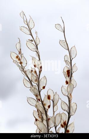 Graines de fleurs séchées pointant vers le ciel. Lunaire annuelle Banque D'Images