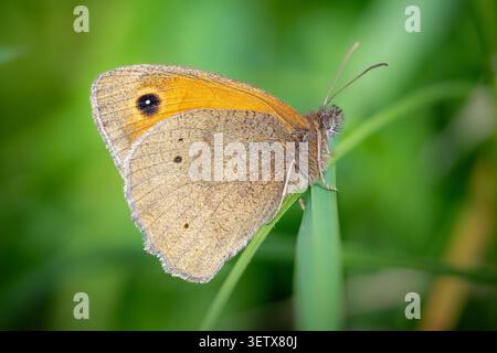 Profil latéral d'un papillon brun de prairie (Maniola jurtina) perché sur un brin d'herbe dans Beddington Park, Londres. Banque D'Images