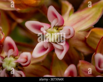 Macro extrême gros plan d'une fleur d'aspiade rose et blanche commune montrant une symétrie complexe des pétales et une structure centrale dans un jardin Banque D'Images