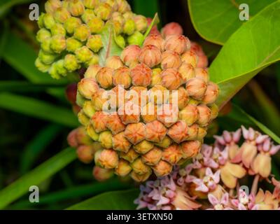 Grappe de bourgeons de fleurs d'asclépias syriaca communs montrant des détails de texture et des tons rose orange dans un cadre de jardin naturel macro Banque D'Images