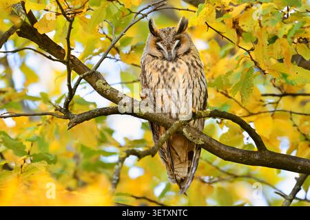 Chouette à oreilles longues (Asio otus) perchée dans un arbre en automne, Rhénanie du Nord-Westphalie, Allemagne | Waldohreule (Asio otus) sitzt in einem Baum im Herbst Banque D'Images