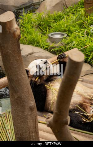 Un cliché magnifiquement composé utilisant des bûches de bois verticales comme cadre naturel pour attirer l'attention sur le visage du panda géant au centre. Le moment c'est ludique Banque D'Images