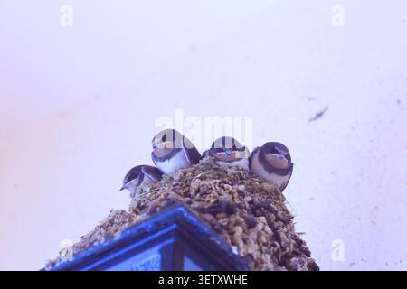 Hirondelles de grange, Hirundo rustica. Poussins au nid prêts à voler Banque D'Images