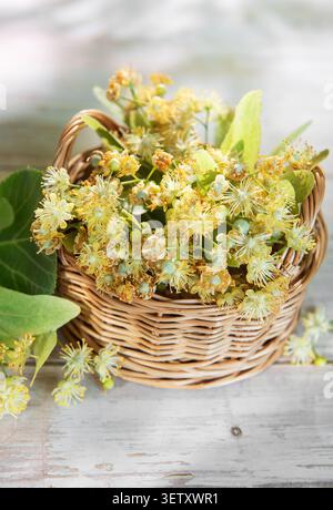 Linden fleurit et feuilles dans un panier en osier sur une surface en bois clair Banque D'Images