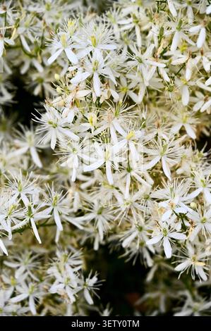 Une belle photo macro verticale capturant un amas dense de petites fleurs blanches en forme d'étoile fleurissant à la lumière du jour d'été. Banque D'Images