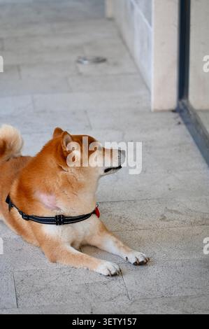 Un beau portrait vertical d'un chien Shiba Inu rouge pur portant un harnais noir, allongé sur un sol en pierre claire. Banque D'Images