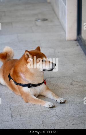 Un beau portrait vertical d'un chien Shiba Inu rouge pur portant un harnais noir, allongé sur un sol en pierre claire. Banque D'Images