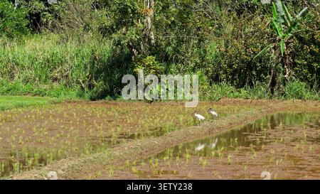 Deux oiseaux ibis blancs australiens pataugant le long d'un champ de culture inondé Banque D'Images