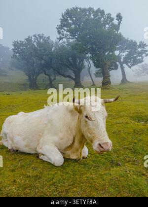 Une vache blanche couchée sur une colline verdoyante entourée de brouillard mystique et d'anciens lauriers à Fanal, Madère. Banque D'Images