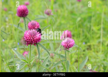 Fleurs de trèfle rouge en fleurs dans l'herbe verte sauvage. Trifolium pratense têtes violettes sur le champ de prairie d'été, environnement botanique naturel vibrant. Banque D'Images