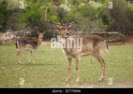 Un cerf se dresse dans une prairie verte entourée de paysages naturels en plein air. La lumière douce du jour crée une atmosphère paisible et animalière cinématographique. Banque D'Images