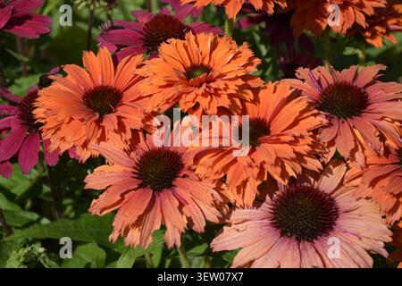 Fleurs roses gerbera marguerites fleurissant dans un jardin avec une lumière naturelle douce. Banque D'Images