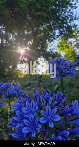 Fleurs bleu Agapanthus africanus fleurissant dans un jardin ensoleillé au Portugal avec lumière dorée du soir Banque D'Images