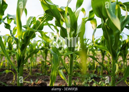 Plants de maïs vert debout en rangées dans un champ cultivé, montrant des feuilles fraîches et une croissance saine Banque D'Images