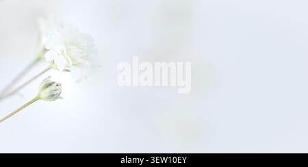 Une seule fleur de souffle de bébé blanc délicat et bourgeon dans une lumière douce sur un fond blanc brillant. Botanique éthérée légère et aérée. Minimalisme extrême Banque D'Images