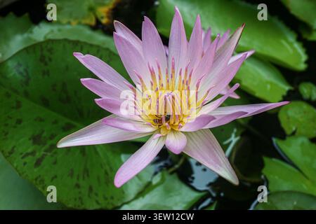 Fleur de lotus rose fleurissant avec une abeille à miel sur l'étamine jaune à l'intérieur d'un étang de jardin botanique asiatique. Environnement réel contexte d'histoire naturelle. Banque D'Images