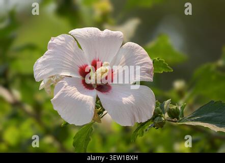 Fleur d'hibiscus blanc avec centre rouge dans la lumière naturelle du jardin Banque D'Images