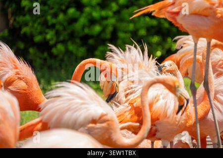 Capture zoologique spécifique montrant un groupe dense de flamants roses américains au repos, leurs têtes complètement enterrées dans leur plumage coloré. Banque D'Images