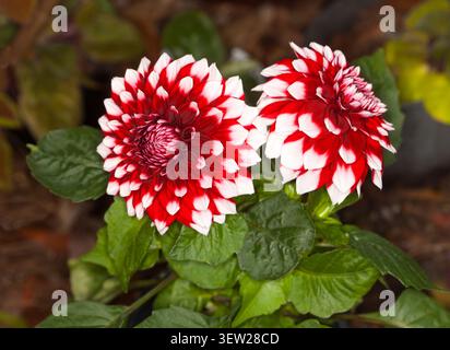 Deux fleurs spectaculaires rouge vif et blanc de dahlia, une plante tubéreuse de jardin, sur un fond de feuillage vert foncé Banque D'Images