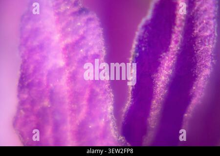 Gros plan abstrait extrême de pétales de fleurs de lavande montrant des tons violets et roses vifs Banque D'Images