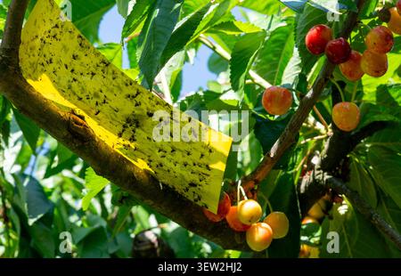 Piège collant jaune utilisé pour la surveillance de la lutte antiparasitaire, capturant de nombreux fruits de cerise Banque D'Images